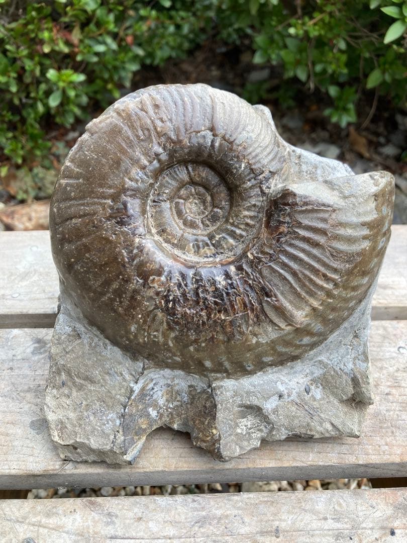 おすすめ　黒いアンモナイト　化石　インテリア　家具　置物　レトロ　コレクション 楽天市場】化石 インテリアの通販