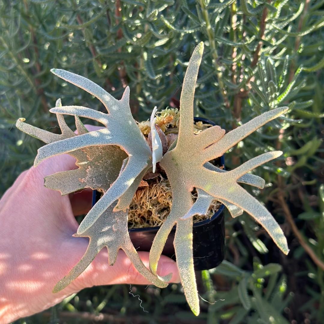 Yellow moon dwarf ’totoro’ sporeling 503