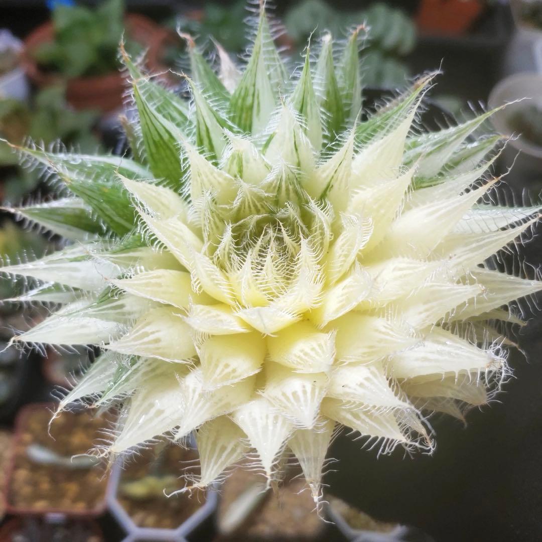 L*8様 多肉植物　ハオルチア アラネア・ギガス錦　超美品