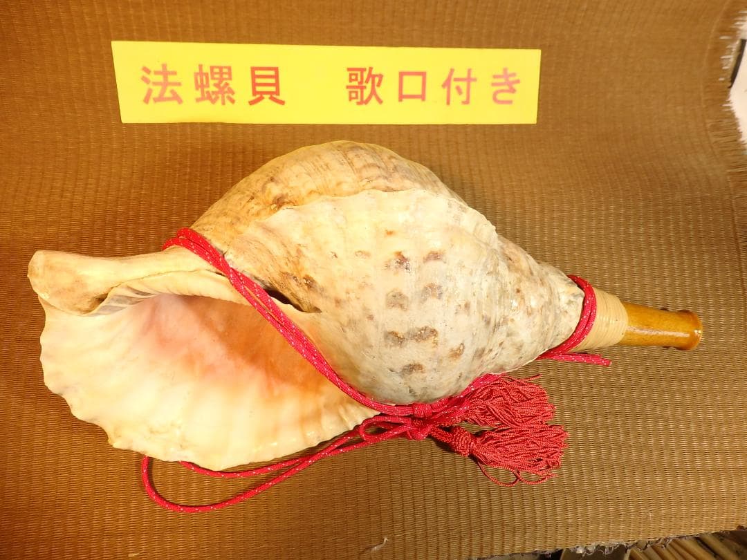 法螺貝 約40㎝ 木製歌口,赤紐付　新品　 MH-437