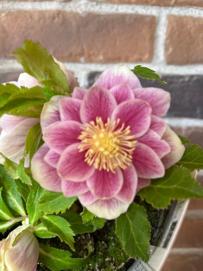 クリスマスローズ 広瀬園芸 ソレイユ - メルカリ