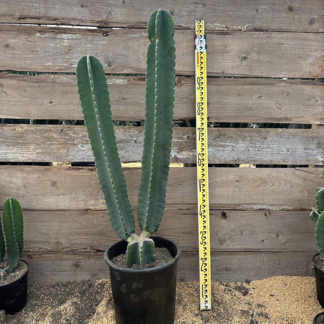 売り切越冬済 柱サボテン 鬼面角 発根 ドライガーデン エレファンティ