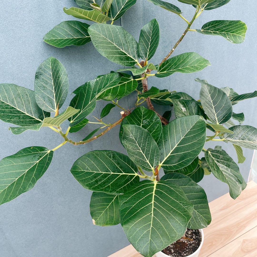 現品］【希少】13番 フィカス グランディス 曲がり 観葉植物 大型 レア