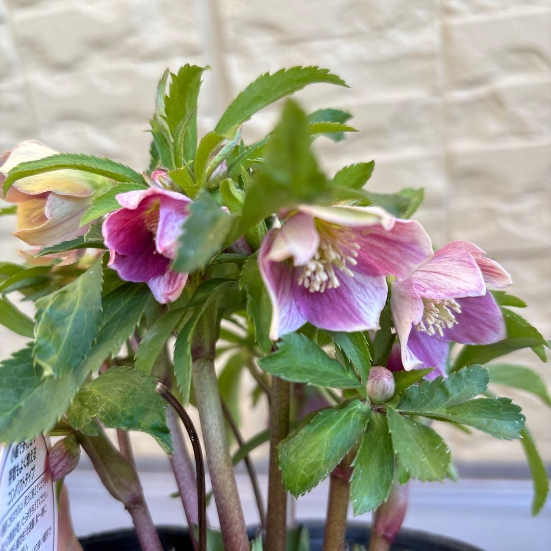 MIYABI様ご依頼品 クリスマスローズ2点 フレグランス プチドール