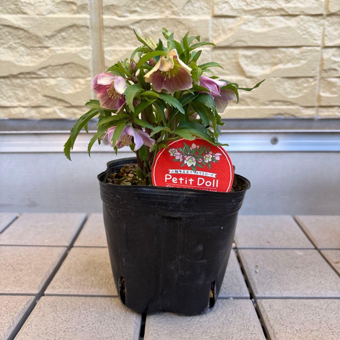 MIYABI様ご依頼品 クリスマスローズ2点 フレグランス プチドール