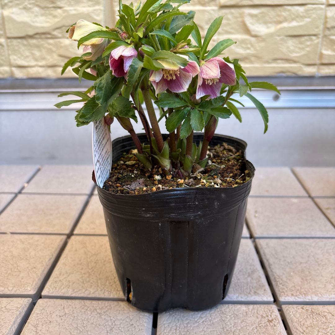 MIYABI様ご依頼品 クリスマスローズ2点 フレグランス プチドール