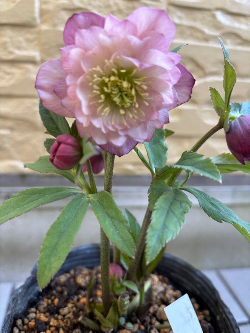 MIYABI様ご依頼品 クリスマスローズ2点 フレグランス プチドール