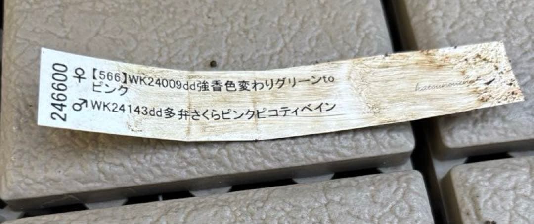 MIYABI様ご依頼品 クリスマスローズ2点 フレグランス プチドール