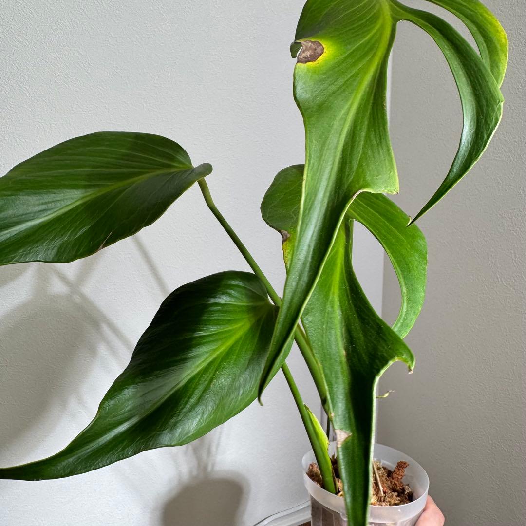 ひょっこ様 リクエスト 2点 まとめ商品 まとめリクエスト2点 ZXまとめて取引ok様 リクエスト 2点 まとめ商品