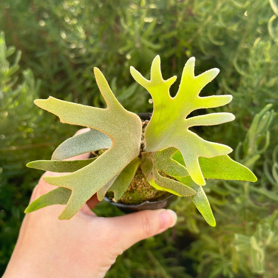 P. willinckii ’Jenny’ TC　4004