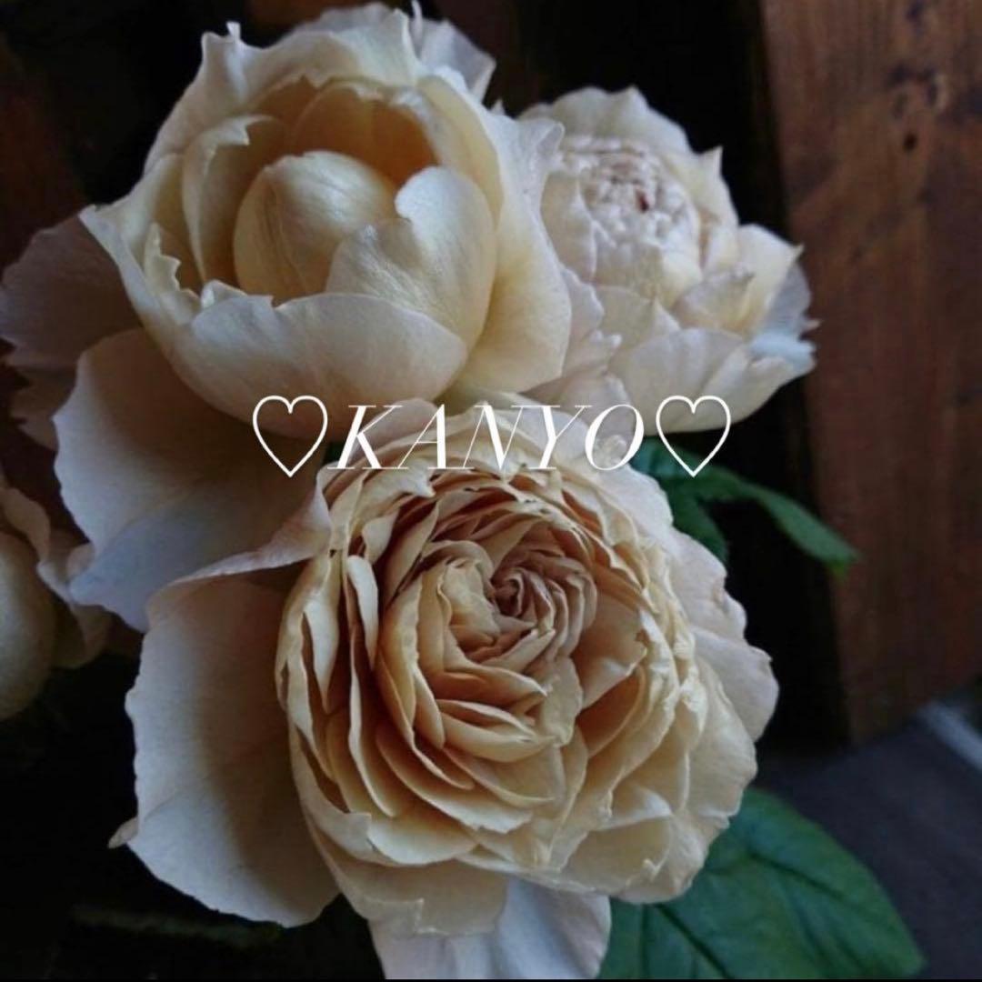 N*G様 バラ苗　和バラ　ペリアン　正規品 ROSE CHARLOTTE PERRIAND – WABARA online store