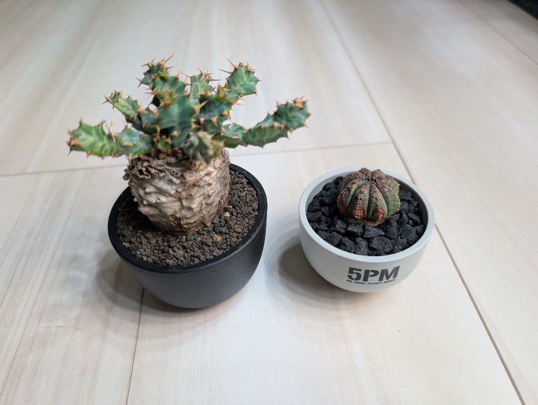 ユーフォルビア クラビゲラ 現地株 超ミニサイズ 手乗り 塊根植物