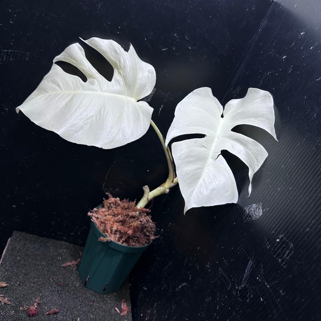 も*じ様 斑入りモンステラ極上ホワイトタイガーフルムーン4号鉢植え発