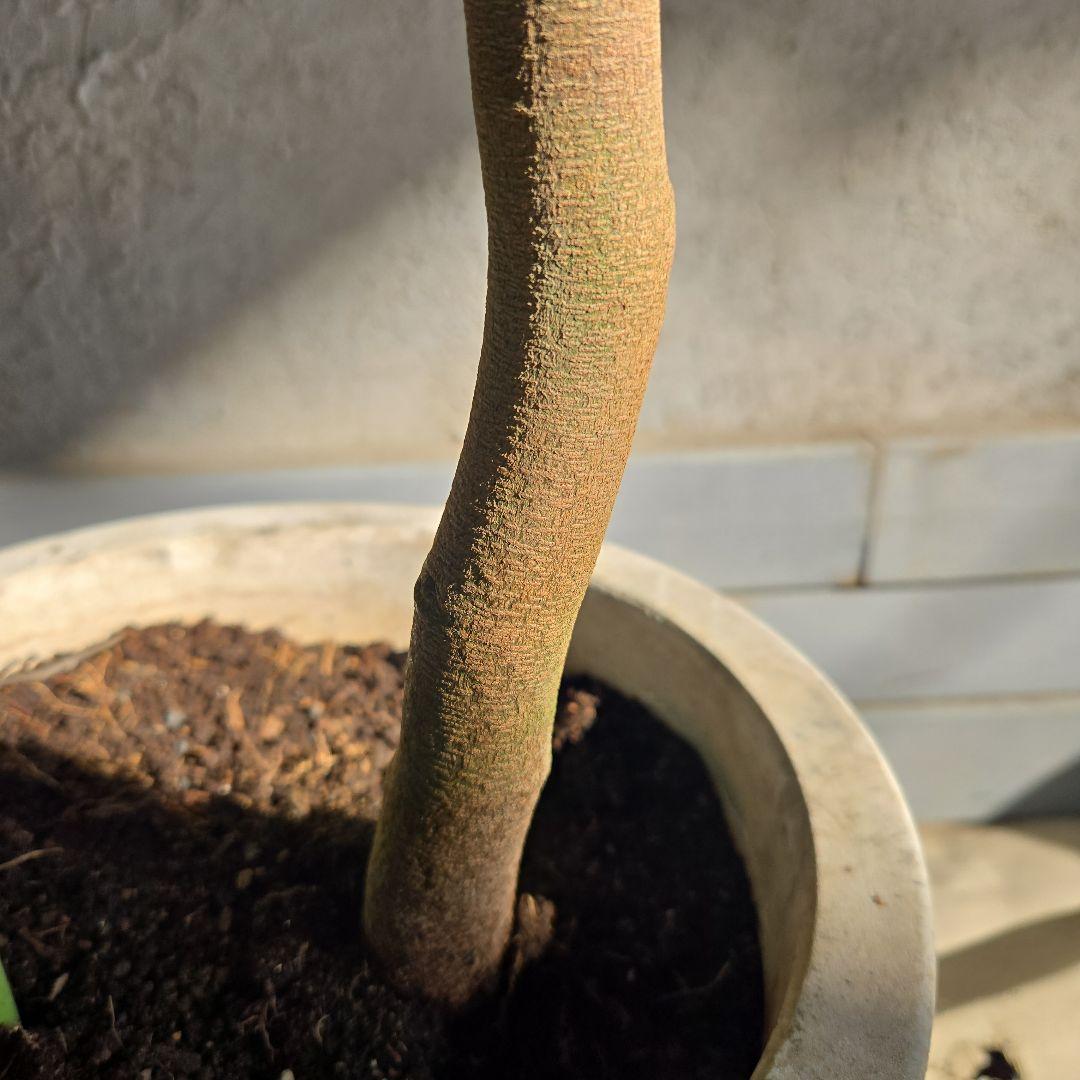 ① エバーフレッシュ 曲がり仕立て 10号特大苗木最高等級極上品