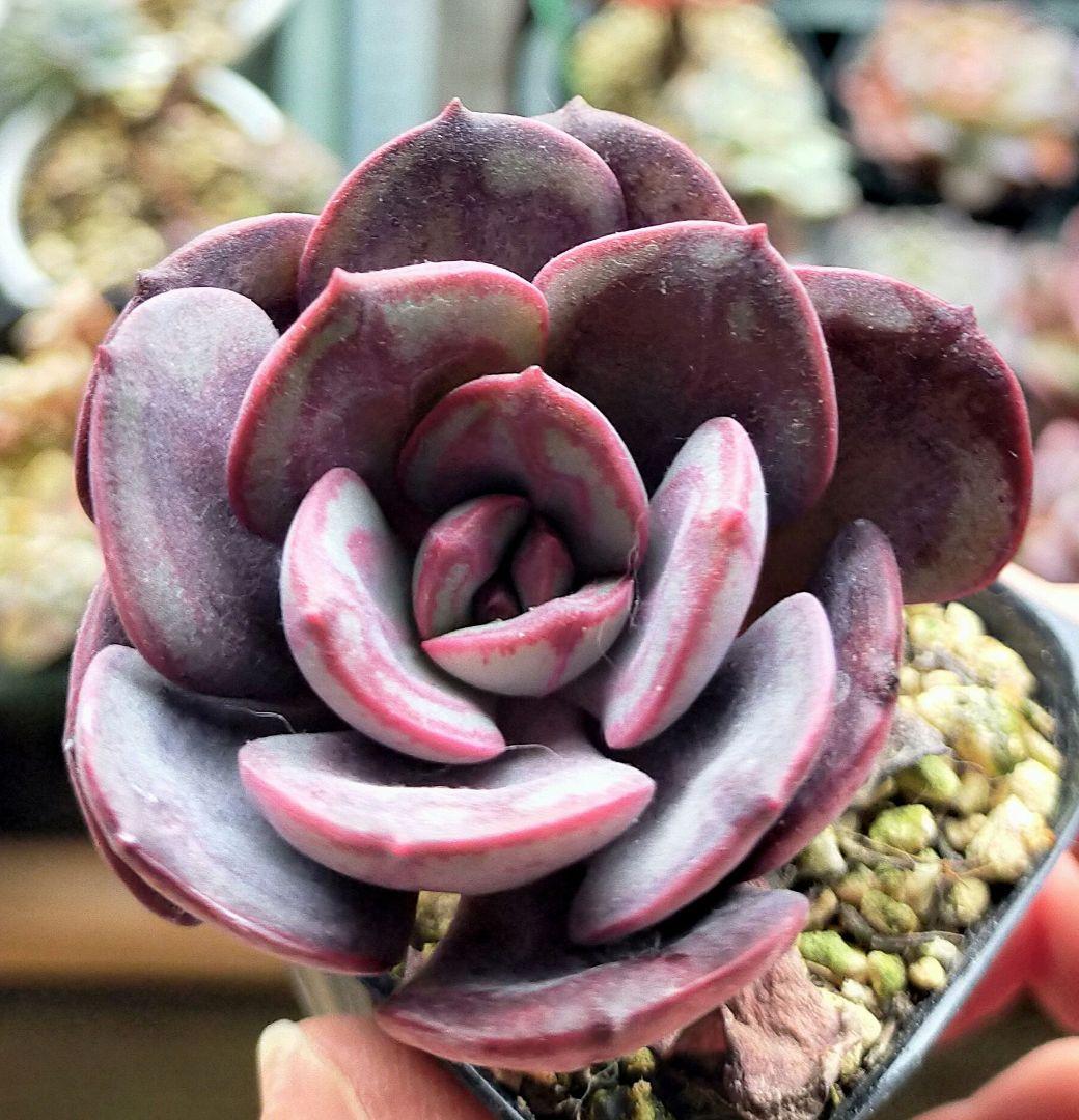 くまどり ミックスベリア おらいさん 土付き発送 多肉 - メルカリ