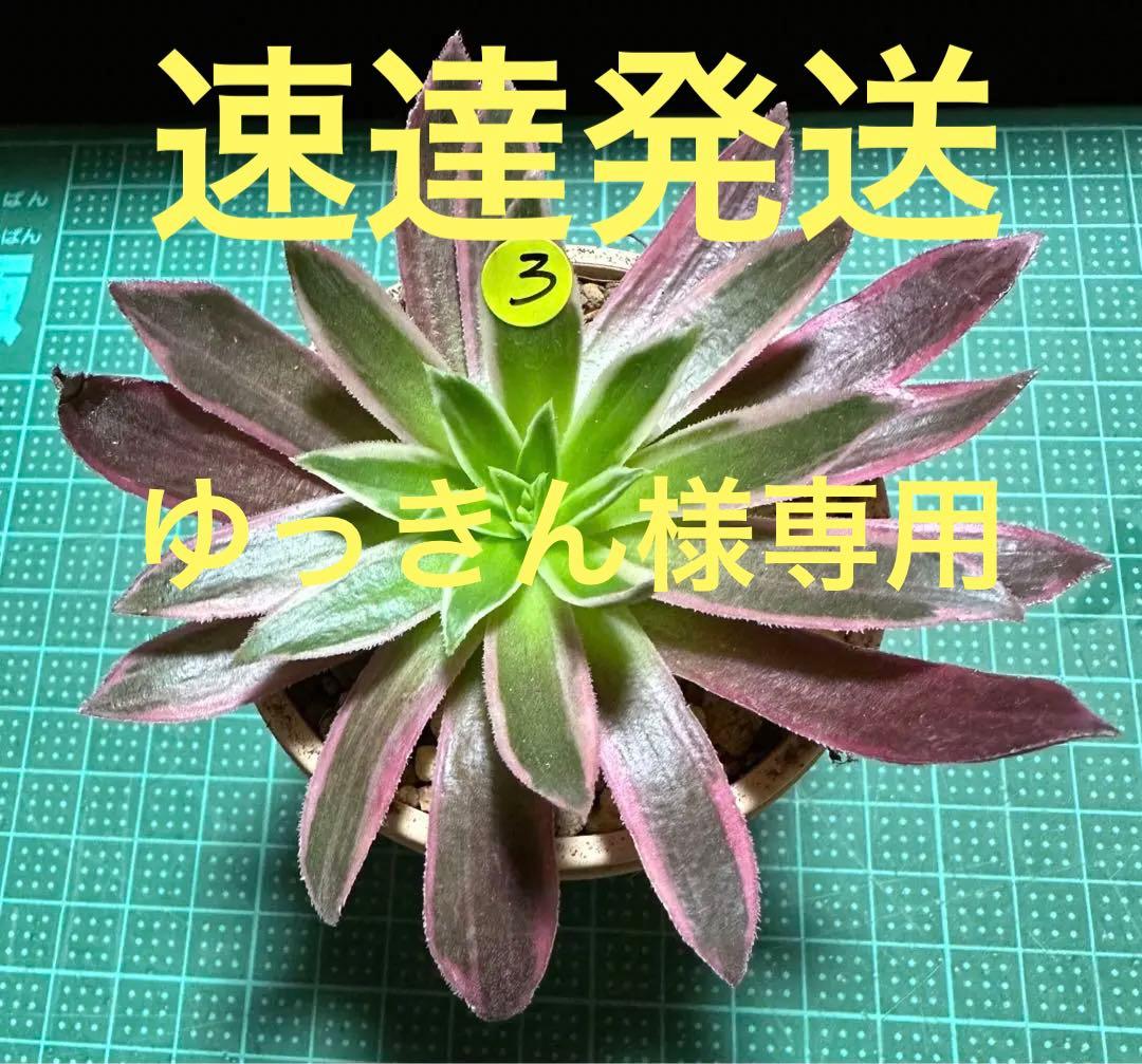 アエオニウム 九尾狐錦③⭐️お買い得 - メルカリ