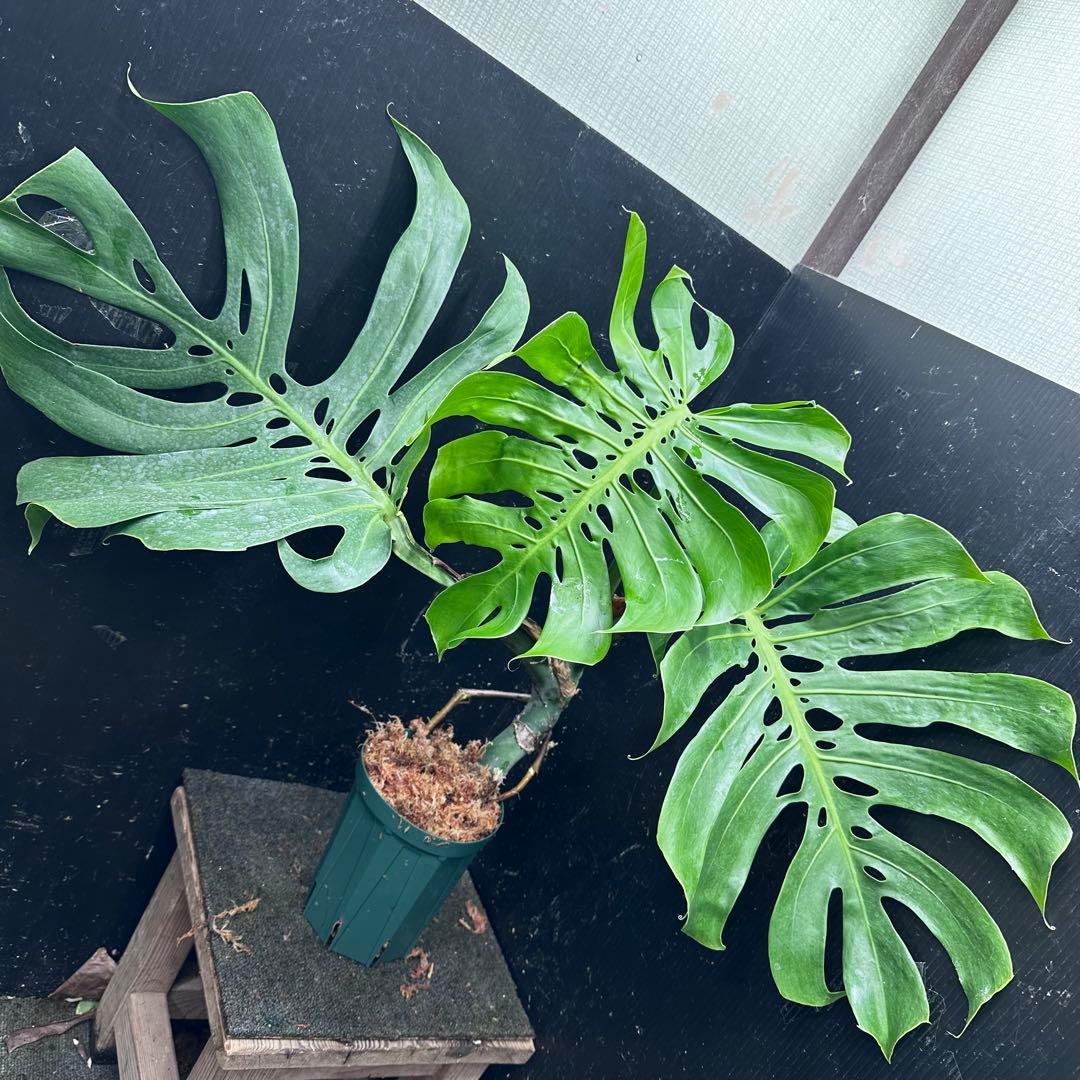 T*K様 モンステラデリシオーサマクロコズム超希少系統鉢植え56㎝