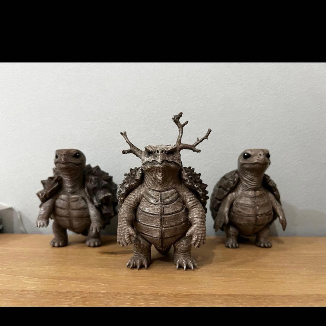 亀甲亀(アフリカ・メキシコ) パキプス亀 - メルカリ