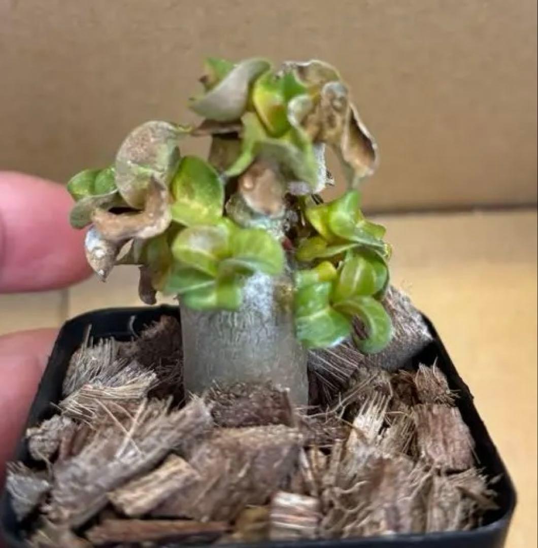 おりーぶ様確認用