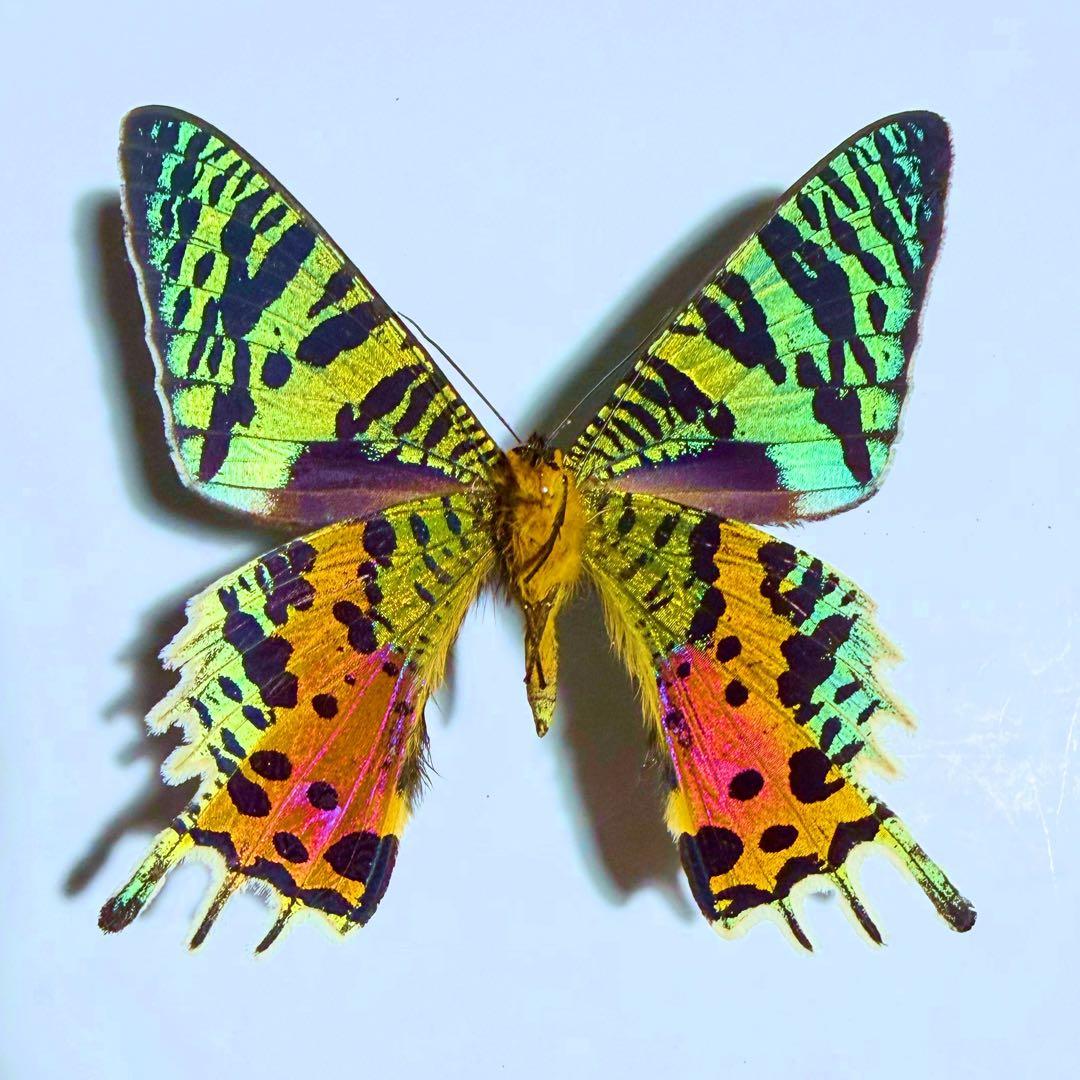 展翅標本 マダガスカル産 ニシキオオツバメガ - メルカリ