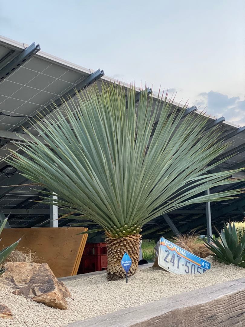 ユッカロストラータブルーサンダー - メルカリ