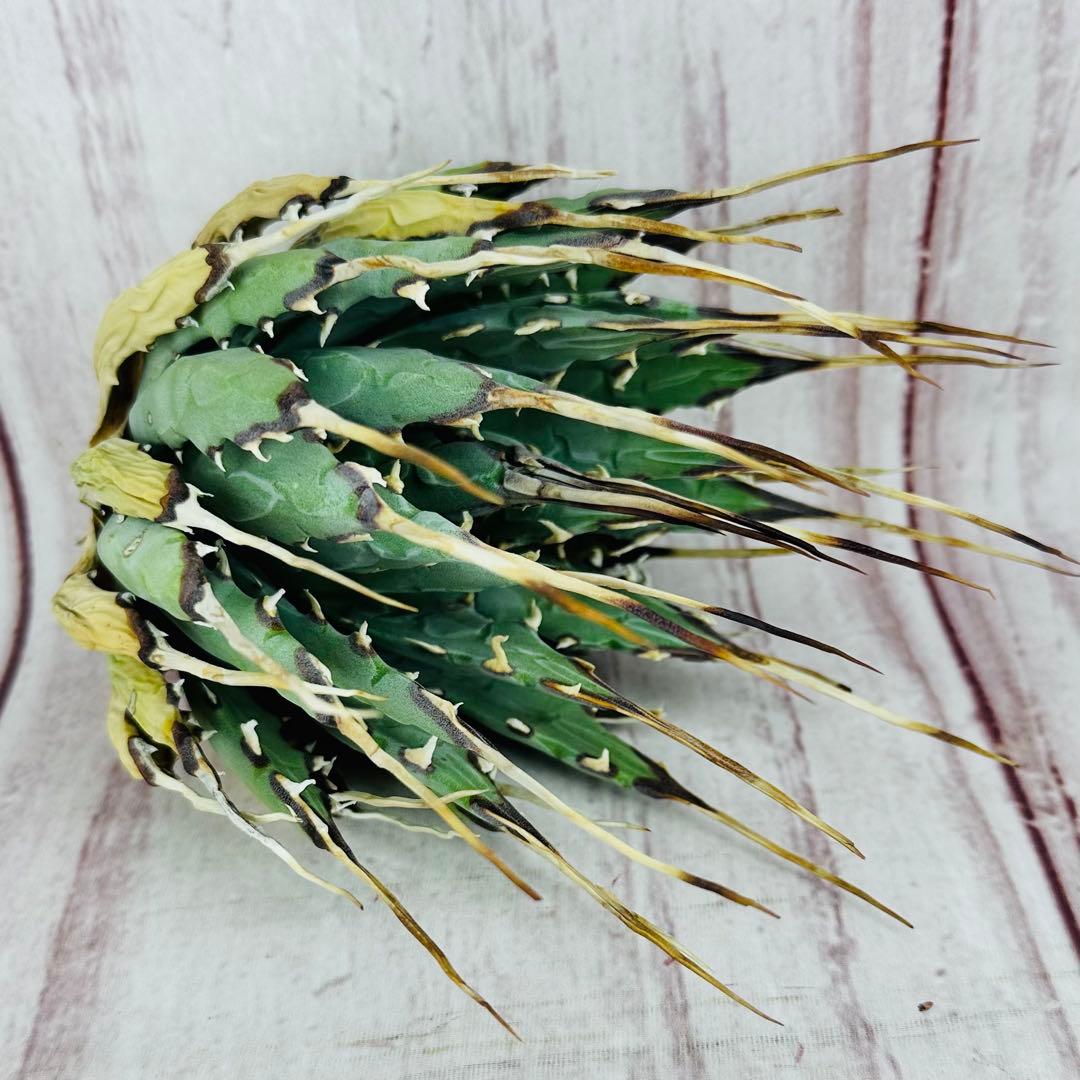 1 アガベ ユタエンシス　エボリスピナ ロングスパイン 現地株