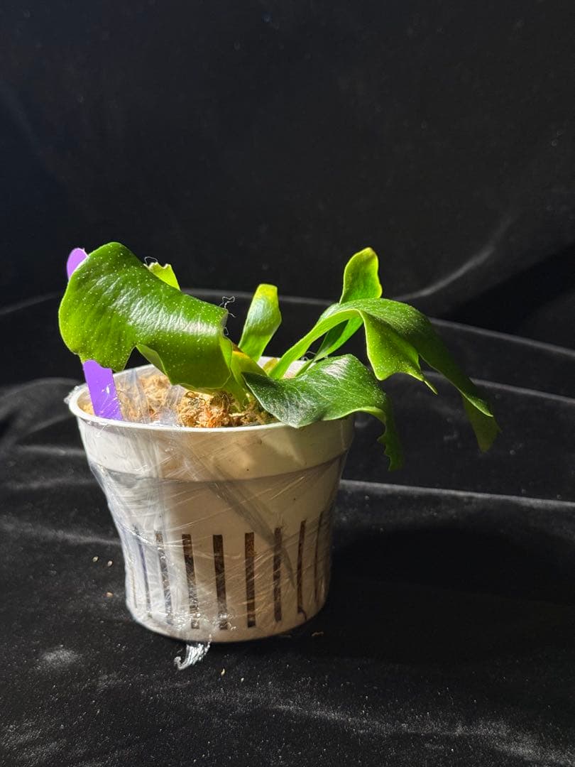 【RP】P.Rod Pattison sporelingロッドパティソン