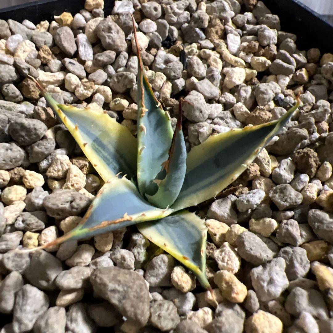 激レア　実生　エボリスピナ　鮮明斑入り