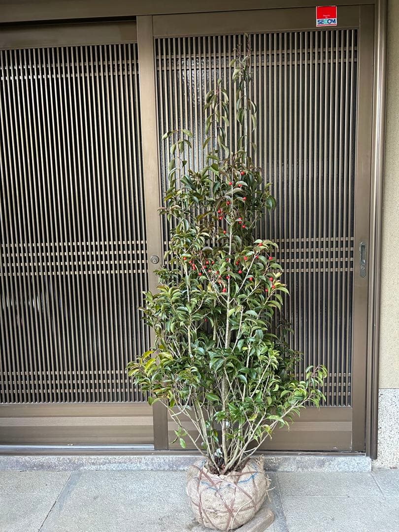 ソヨゴ　希少な雌雄混植株　実が一株でなりやすい 樹形もきれいなお品