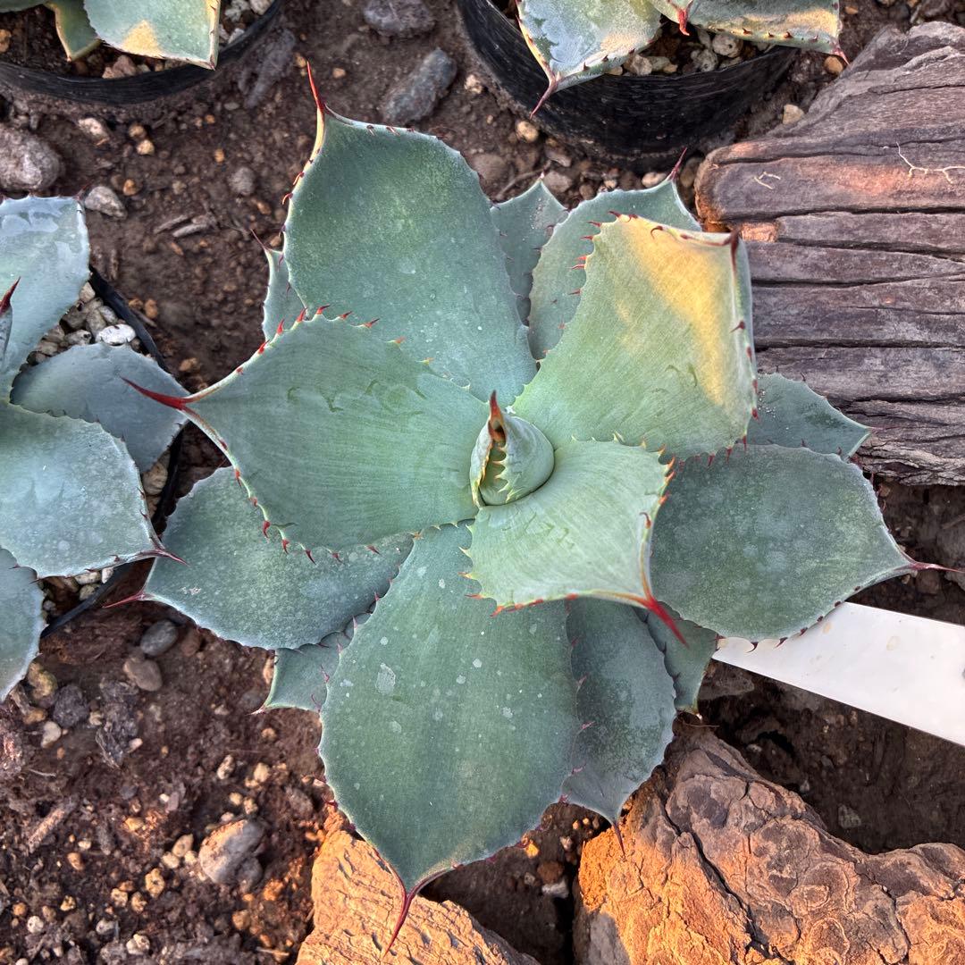 アガベ パリー トランカータ 実生 良型 - メルカリ