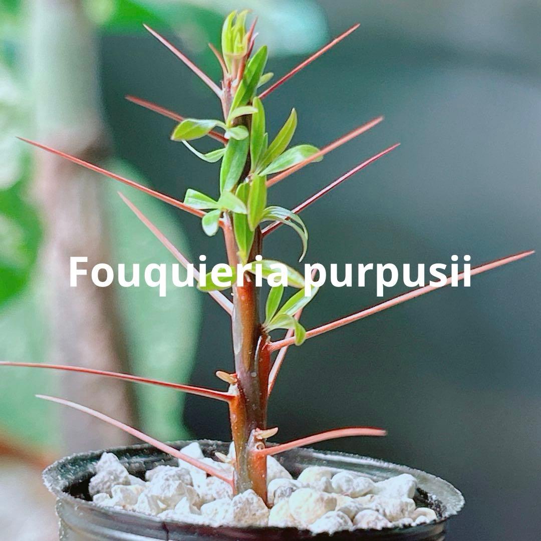 早い者勝ち☆特価☆自家増殖株】 フォークイエリア プルプシー 鉢ごと