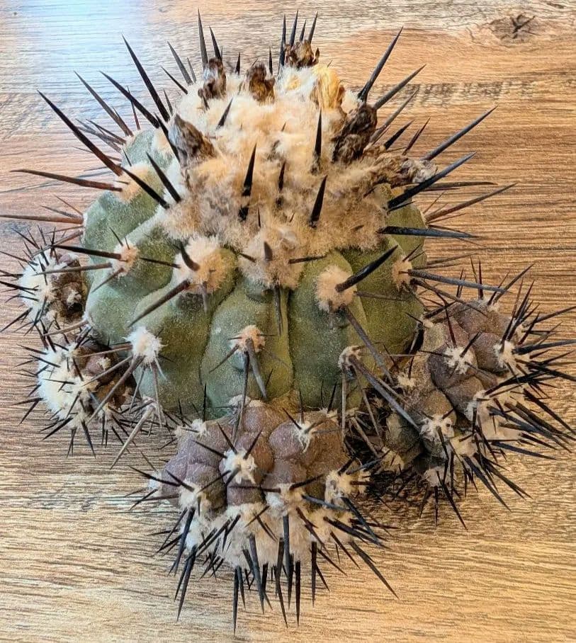 p*-様 【特選】コピアポア　シネレア　黒王丸 ⑦