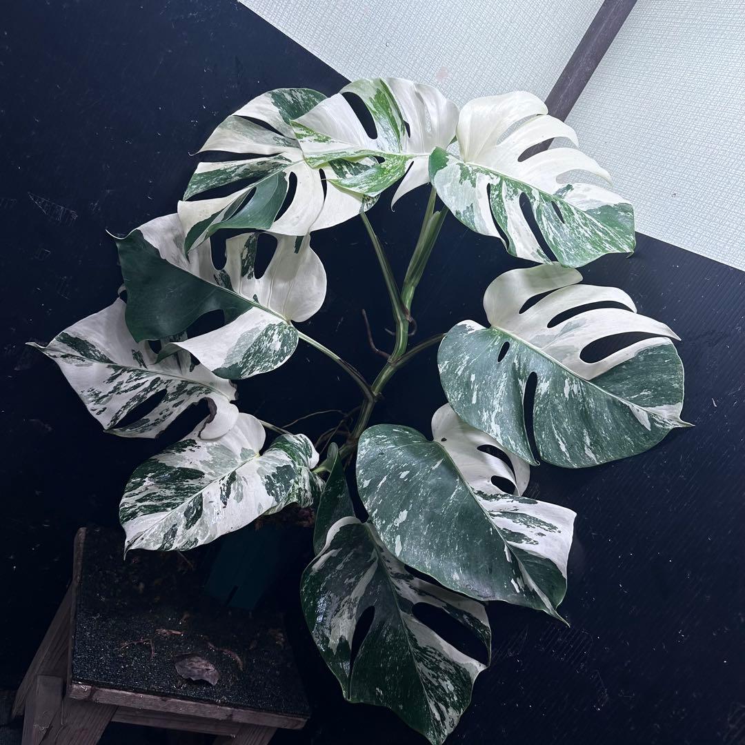 a*u様 斑入りモンステラ ホワイトタイガー極美大株70cm白斑多