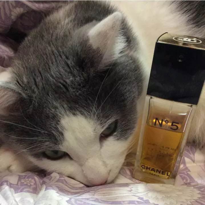 【お取置き品】シャネル №５オードゥ トワレット 50ml シャネル / シャネル N°5 オードゥ トワレット(ヴァポリザター)の公式