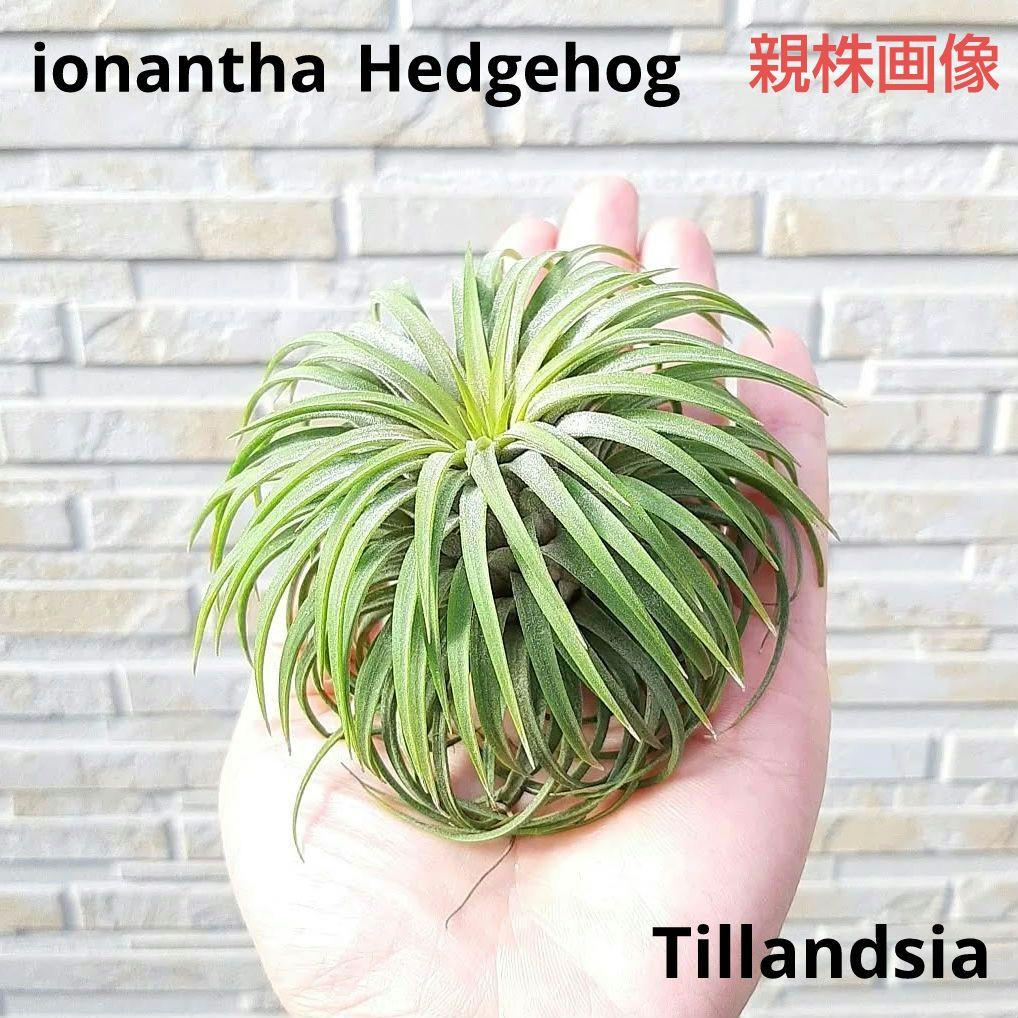 チランジア イオナンタ ヘッジホッグ - メルカリ