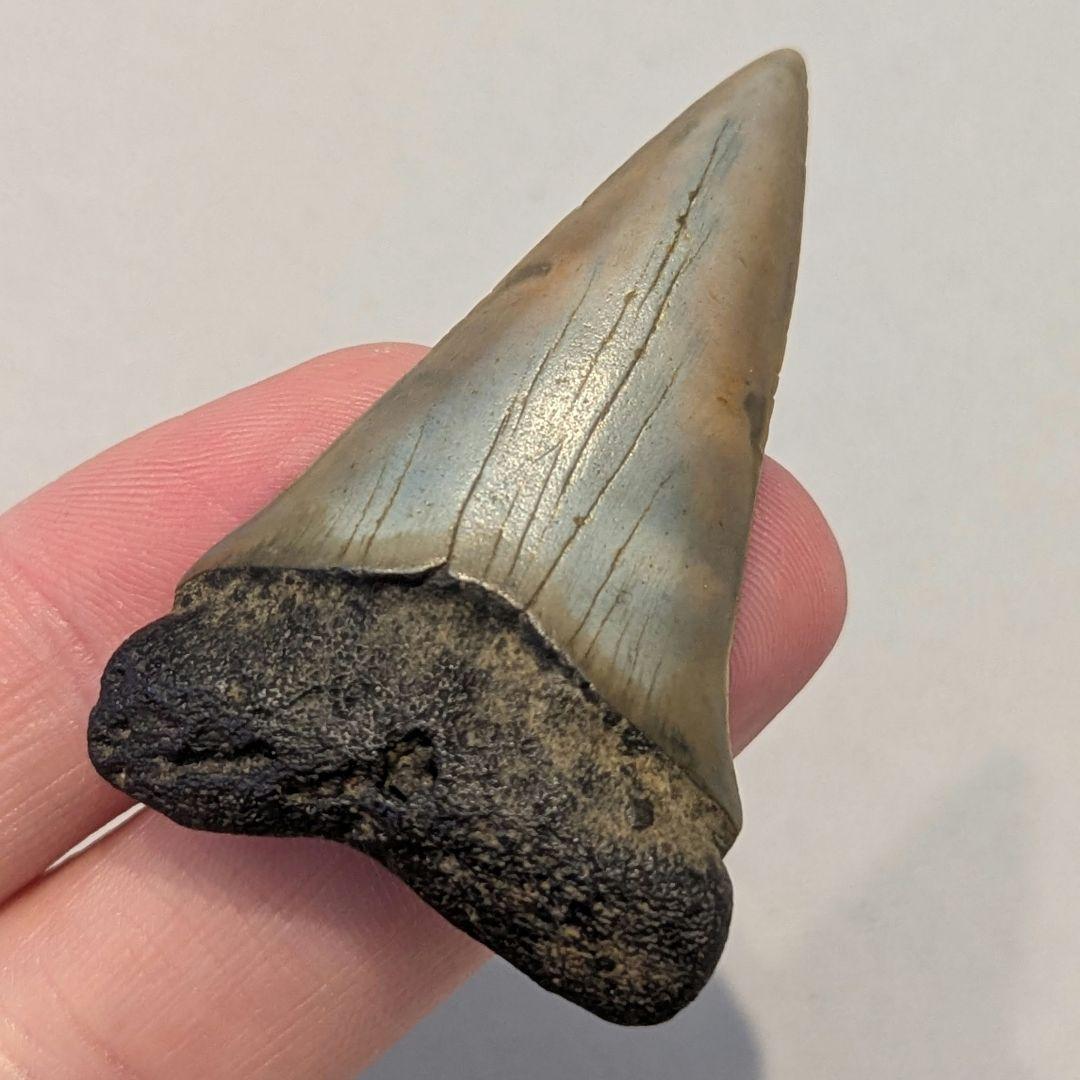 ホホジロザメ　ハスタリスの歯の化石