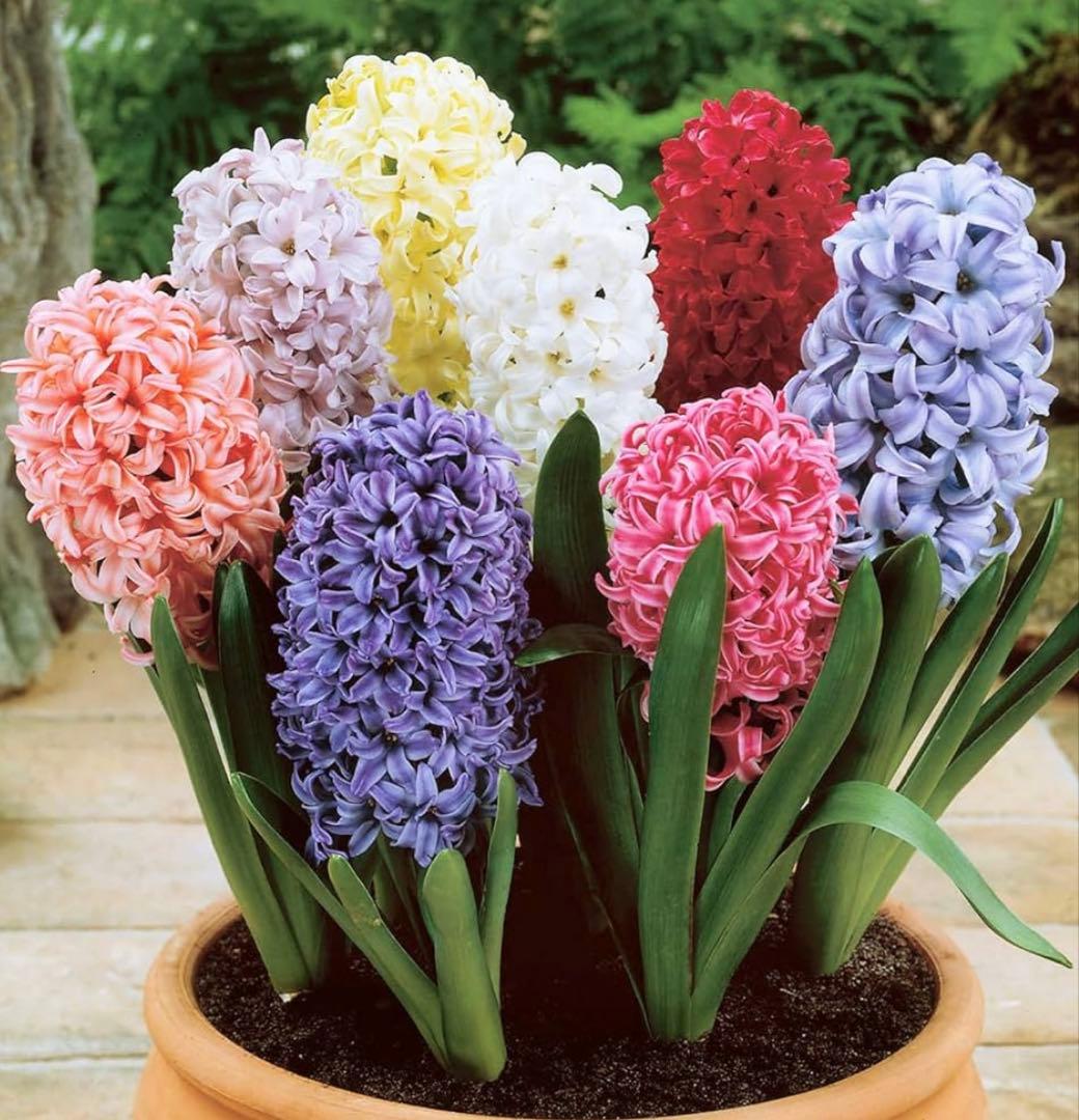 お纏めshuupenです。