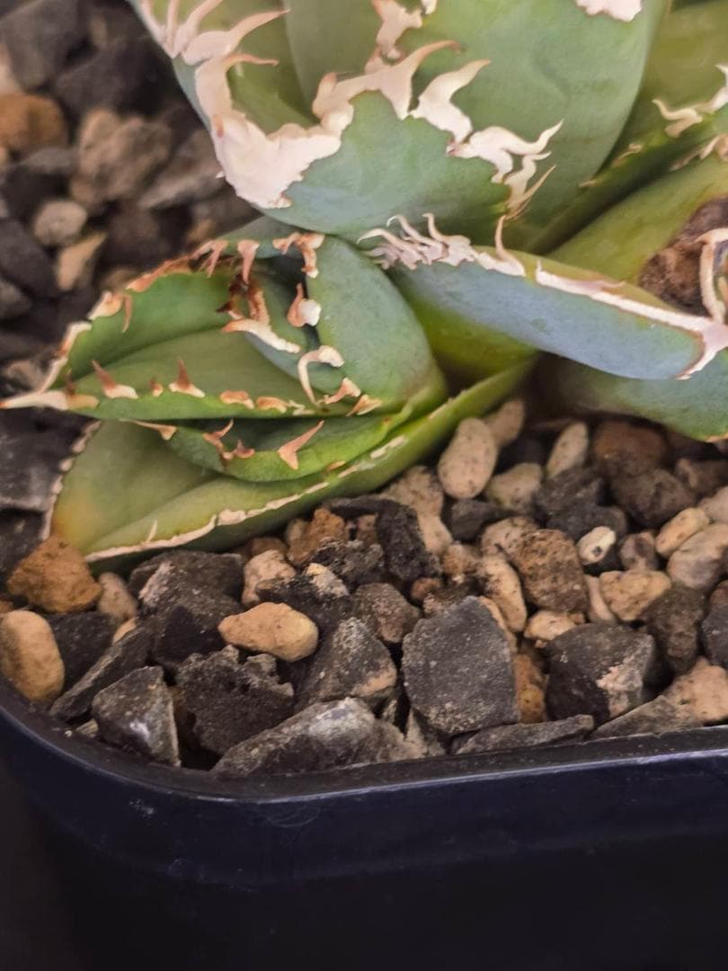 Agave Titanota IVORY W.A 　子株