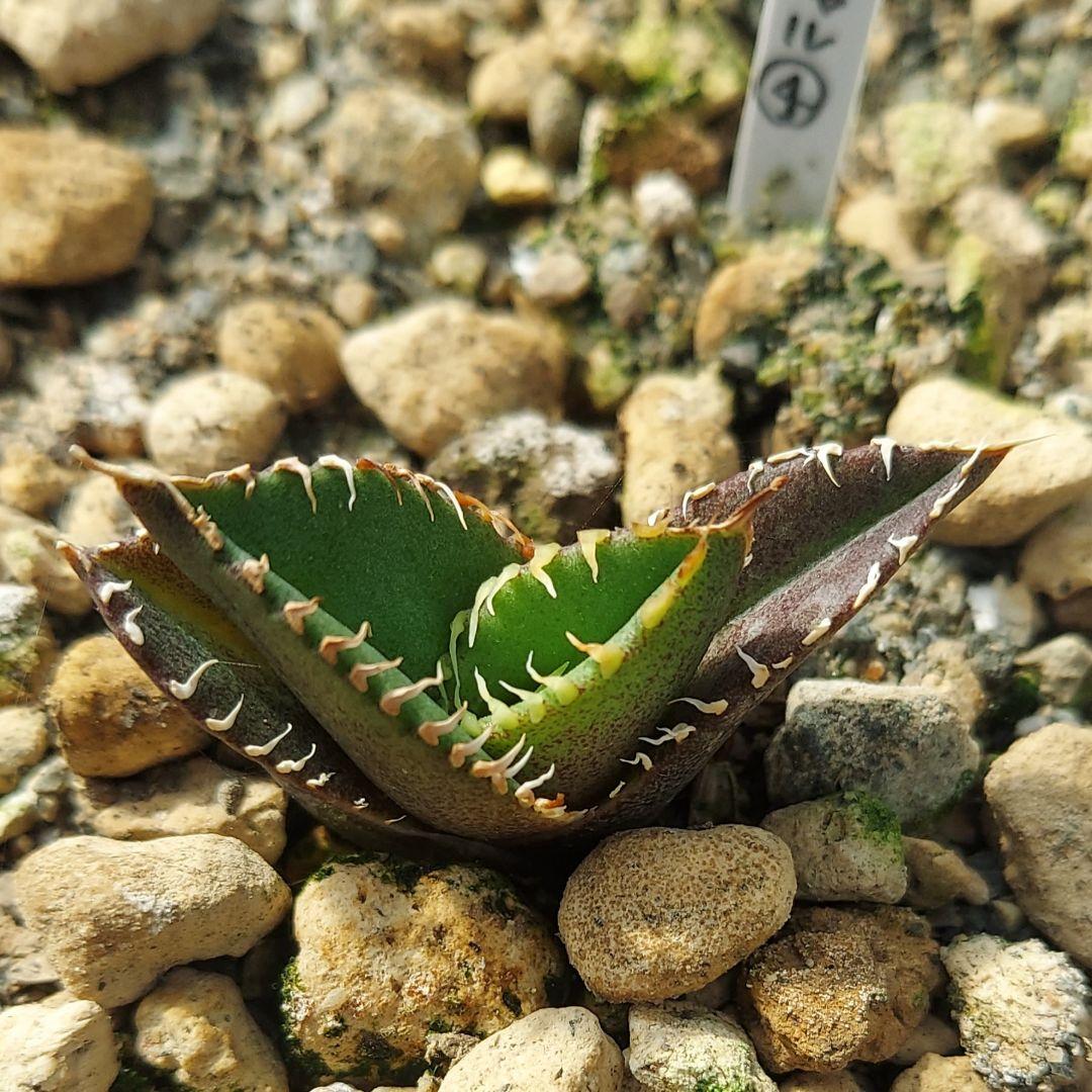 アガベ チタノタ CJスペシャル 大白鯊タイプ ホオジロザメタイプ 子株