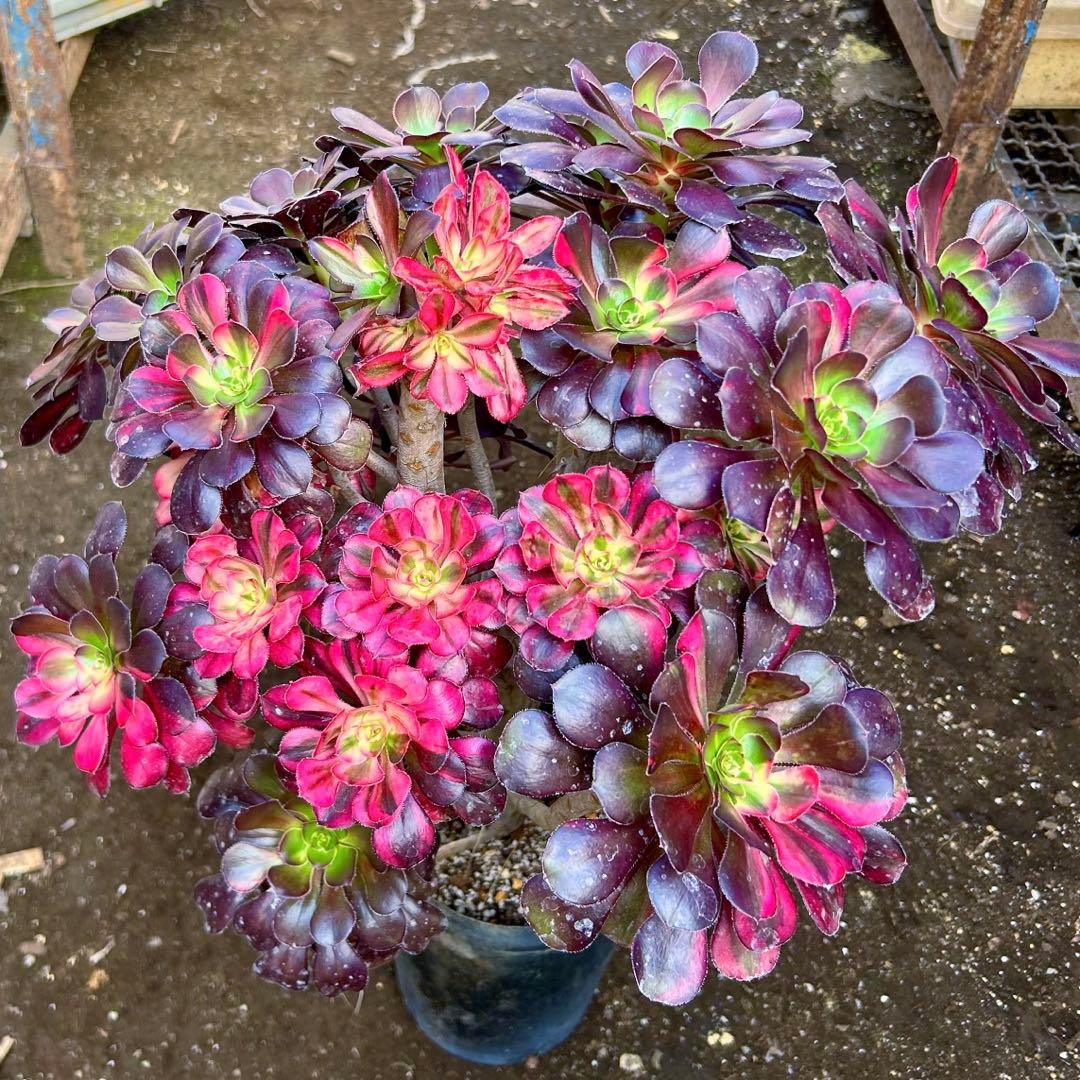 厳選‼️アエオニウム　シャネルレインボー　七彩ハーフ顔　株ごと　巨大株　抜き苗