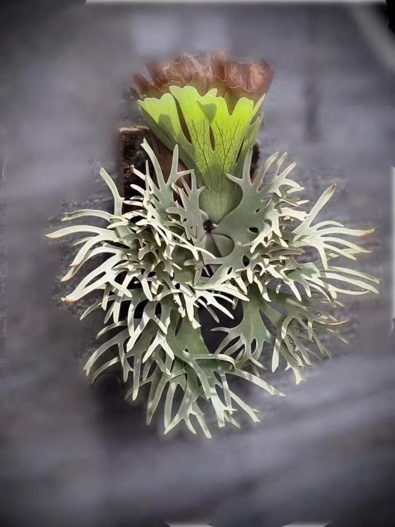 大サイズ ビカクシダP.willinckii Totoro spore YMDS - メルカリ