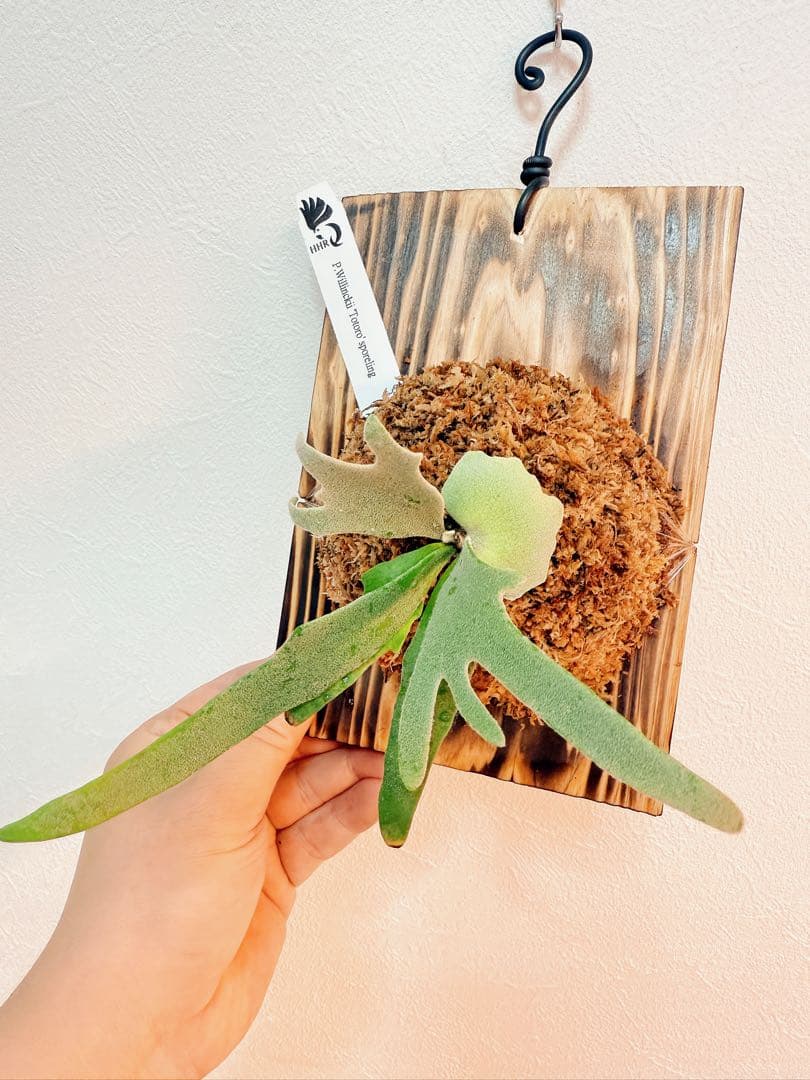 大サイズ ビカクシダP.willinckii Totoro spore YMDS - メルカリ