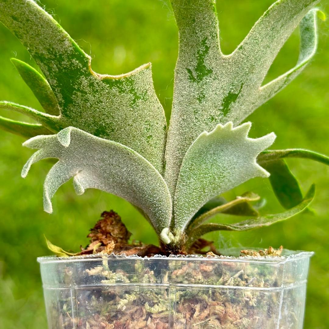 P.willinckii OMG spore 3018 - メルカリ