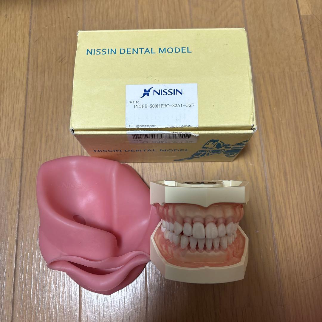 NISSIN ニッシン　顎模型　歯科衛生士　デンタルモデル　頬粘膜模型付き