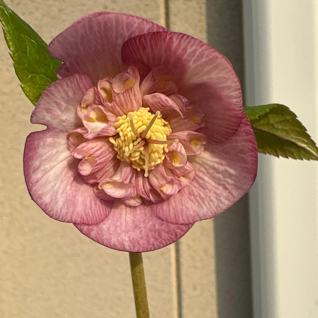 クリスマスローズ 開花株 ローズピンクゴールドセミダブル - メルカリ