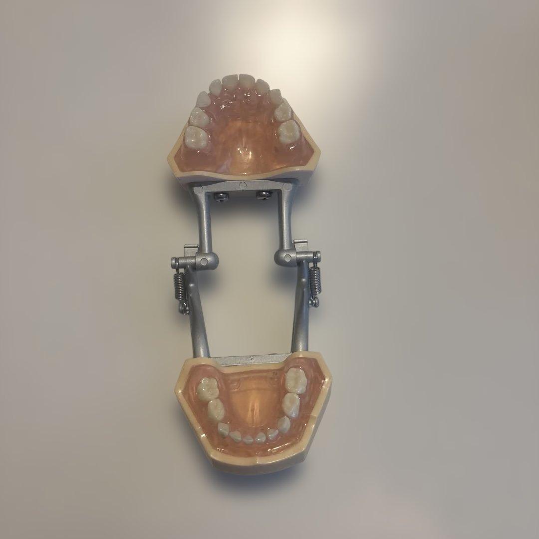 歯科教育用模型 小児用