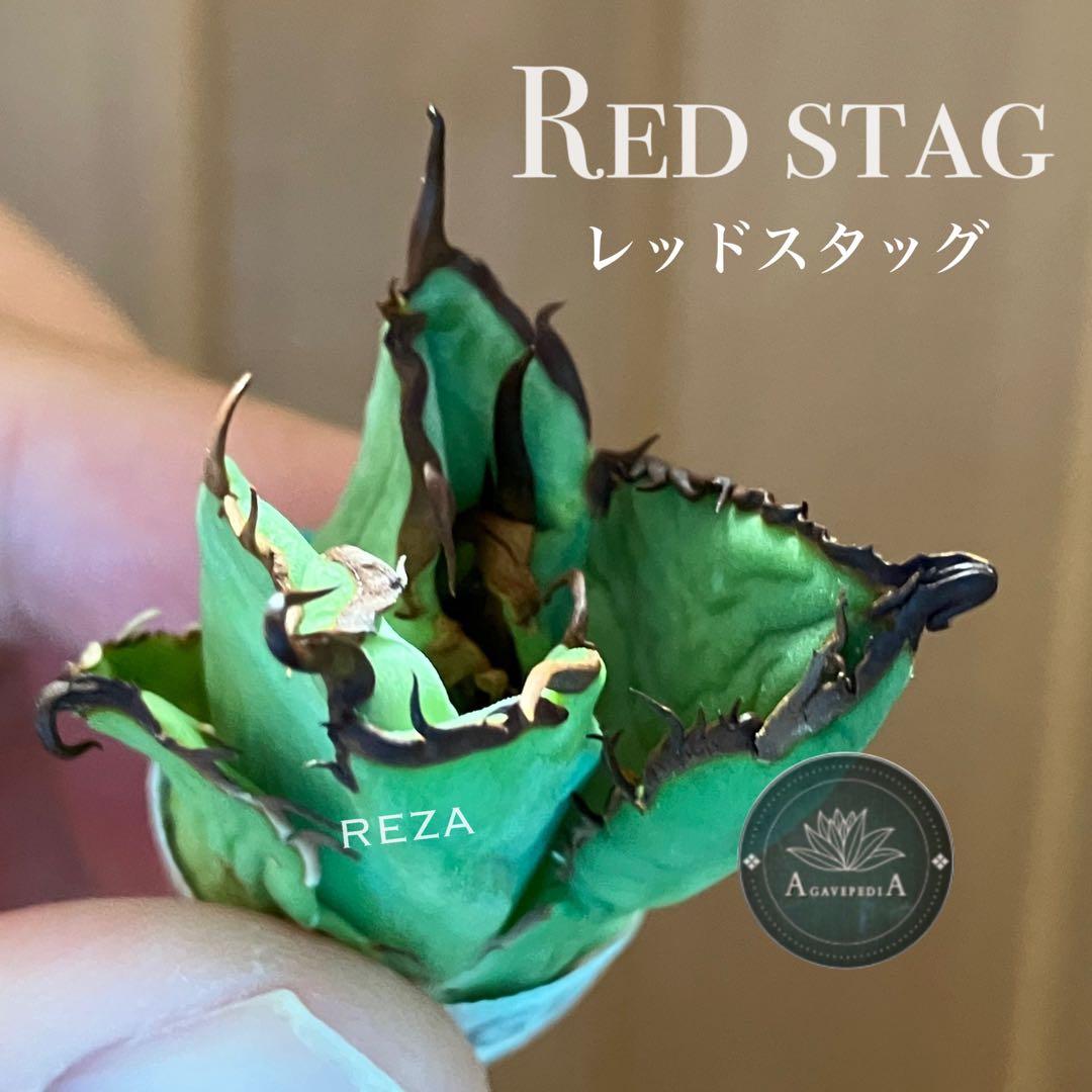 松*下様 オークション【匿名配送】REZA産 選抜株 アガベ RED STAG