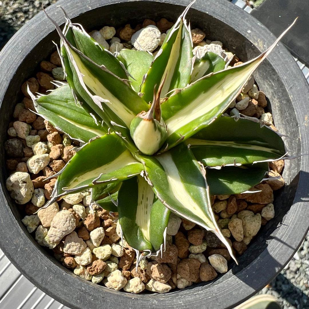 アガベ ホリダ 白中斑 斑入り | ¡Compre en Mercari de Japón! El | Buyee