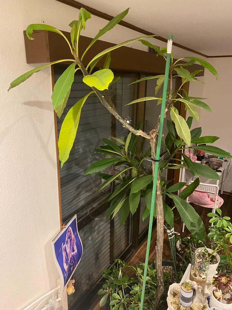 希少】フペルジア・ゴエベリー 吊り鉢 観葉植物