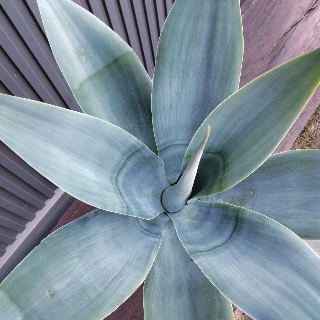 24 アガベ アテナータ ハンチントンブルー (スーパーノヴァ) - メルカリ